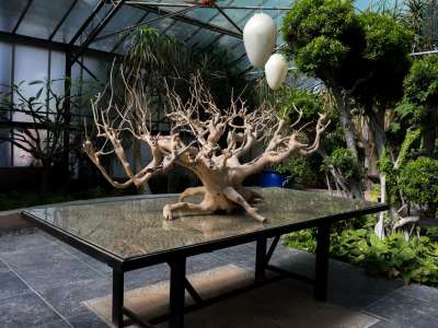 ...e un albero da t� secolare indonesiano privato della corteccia